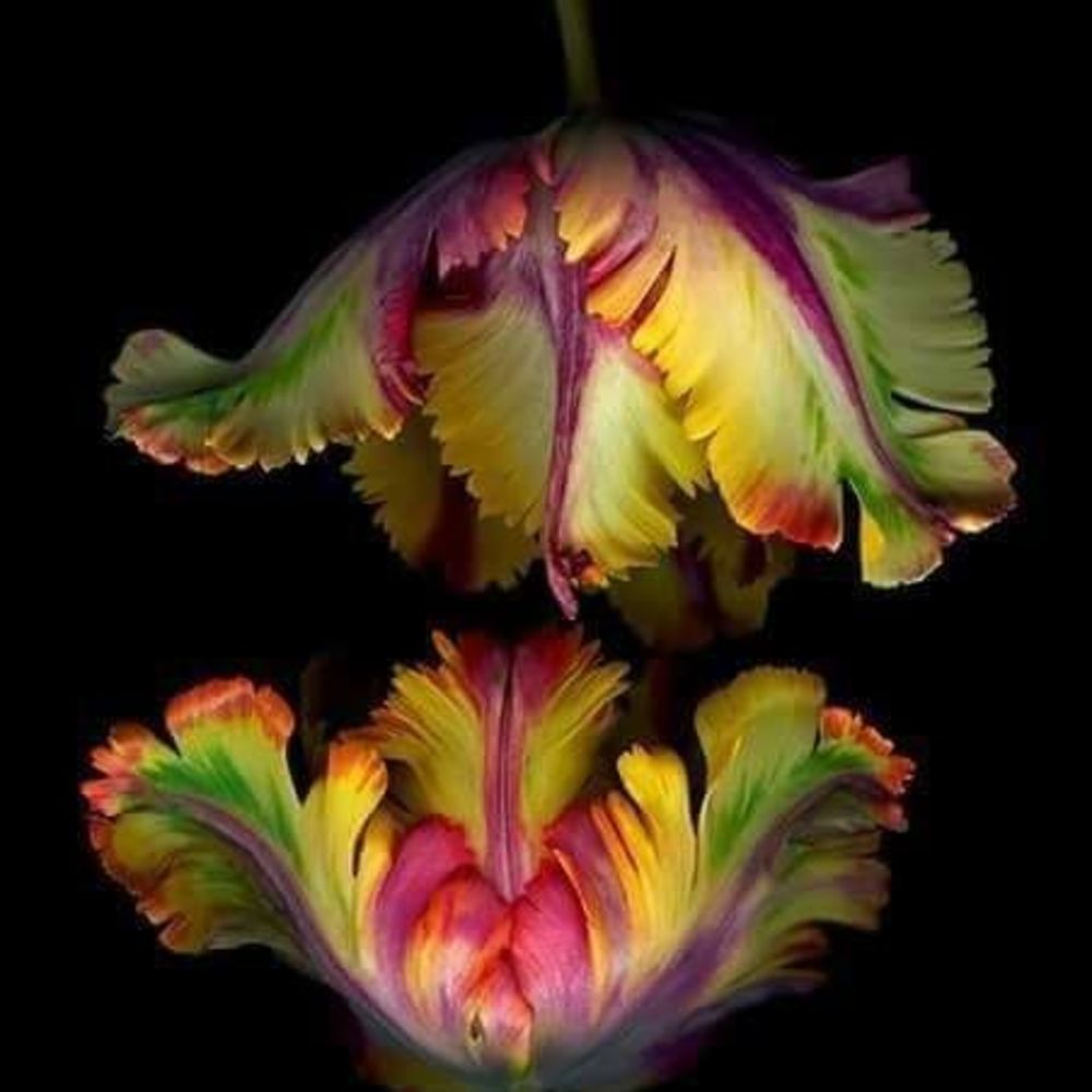 Meet your Posher, Ja juana